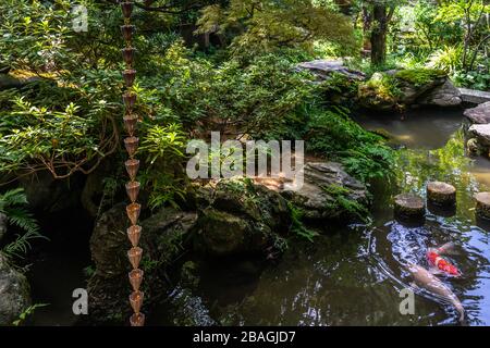 Der kleine Teich mit bunten Karps im Nomura Samurai Hausgarten in Kanazawa, Japan Stockfoto