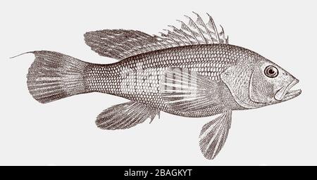 Schwarzer Meeresbarsch, Centroprisis striata, ein venöser Meeresbarsch aus dem westlichen atlantik in Seitenansicht Stock Vektor