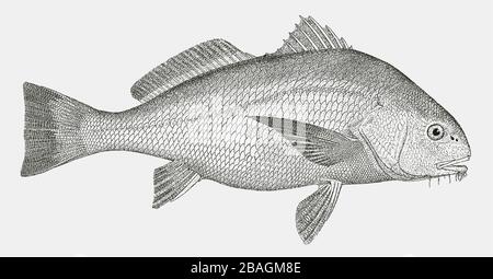 Erwachsene schwarze Trommel, Pogonias cromis, ein Fisch aus dem westlichen atlantik in Seitenansicht Stock Vektor