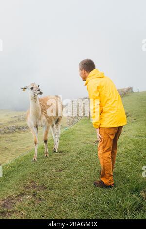 Ein Mann in einer gelben Jacke steht in der Nähe eines Lamas, Machu Picchu, Peru Stockfoto