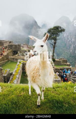 Weiße Lamas stehen in der Nähe von Machu Picchu in Peru Stockfoto