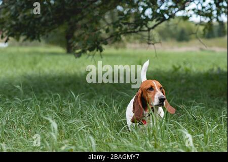 Basset Hund blickt über hohe grüne Gras im Feld Stockfoto