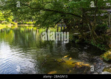 Die Karps schwimmen im Kasumi-Teich im Kenrokuen-Garten, Kanazawa, Japan Stockfoto