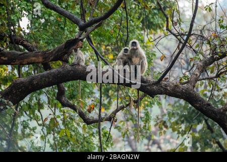 Indien, Madhya Pradesh, Bandhavgarh-Nationalpark. Northern Plains Langur alias Hunuman Langurs (WILD: Semnopithecus entellus) in Waldlebensraum. Stockfoto