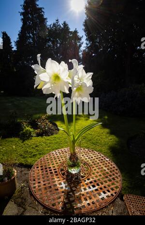 Große weiße Amaryllis (Hippeastrum) in Blume in klarer Glasvase, Nahaufnahme, draußen in einem Garten an einem sonnigen Frühlingstag fotografiert Stockfoto