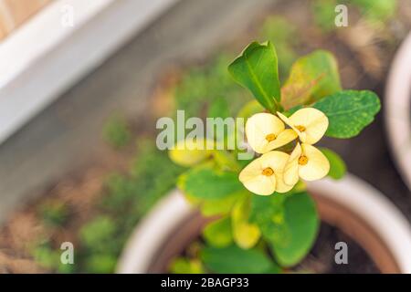 Kleine Pflanze mit gelben Blten in einem Topf Stockfotografie - Alamy