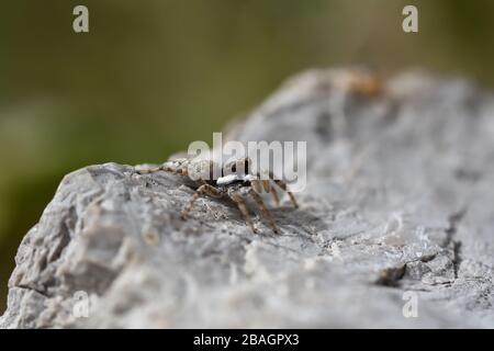 Saltycid (Salticids), oft Springspinne, Sprung- oder Jagdfliege genannt, lauert auf einem von der Sonne beleuchteten Felsen Stockfoto