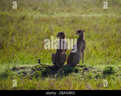 Gepard Mama mit einer Kuppe, die oben sitzt und die Umgebung der Savanne des Serengeti Nationalparks beobachtet Stockfoto