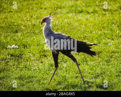 Ein Sekretariatsvogel oder Sekretärsvogel (Sagittarius serpentarius), der durch das grüne Gras der Savanne des Serengeti-Nationalparks geht Stockfoto