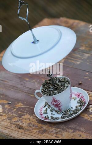 Birdhouse wird mit einem alten Kaffeeset hergestellt, Serienbild 6/6, Deutschland Stockfoto