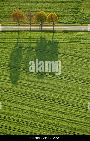 , Bäume mit langen Schatten an einer Landstraße in Werl, 26.10.2013, Luftbild, Deutschland, Nordrhein-Westfalen, Werl Stockfoto