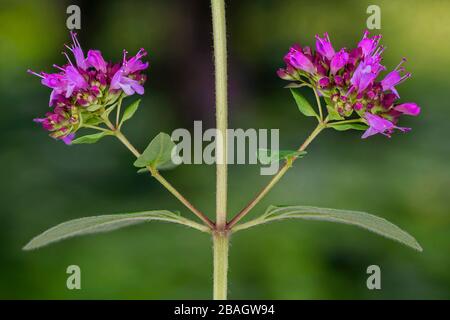 Wildes origanum, Wildmarjoram (Origanum vulgare), Blumen, Deutschland, Bayern, Murnauer Moos Stockfoto