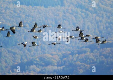 Gemeiner Kran, Eurasischer Kranich (Grus grus), fliegender Truppenverband, Deutschland, Nordrhein-Westfalen, Ruhrgebiet, Gevelsberg Stockfoto
