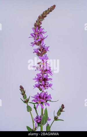 Blutweiderich, Spike Blutweiderich (Lythrum Salicaria), Blütenstand, Deutschland, Bayern Stockfoto