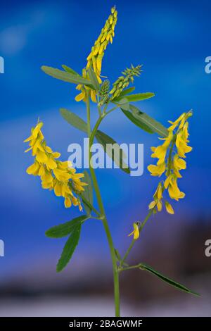 Gemeiner Melilot, Gerippter Melilot, Gelber Melilot, Gelber Süßklee, Sweet Clover (Melilotus officinalis), Blooming, Deutschland, Bayern Stockfoto