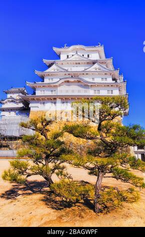 Historischer weißer Turm der Burg Himeji oben auf der Steinmauer vom Innenhof mit immergrüner Kiefer unter blauem Himmel. Stockfoto