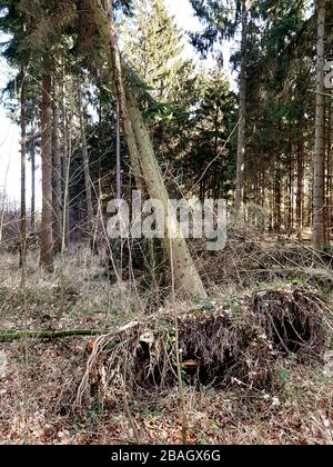 Norwegian Fichte (Picea abies), Baum entwurzelt von einem Sturm, Deutschland Stockfoto