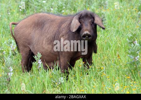 Schwarzes iberisches Schwein (Sus scrofa f. domestica), mit Nasenring auf der Weide; angemessene Tierpflege, Spanien, Balearen, Mallorca Stockfoto