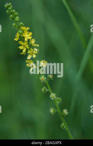 Gemeine Agrimonie, Europäische Groovebur (Agrimonia eupatoria), Blooming, Deutschland, Bayern, Murnauer Moos Stockfoto