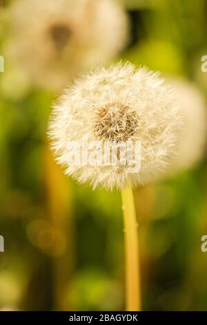 Ein Löwenzahn, der in einem Feld wächst, das in der Sonne scheint. Stockfoto