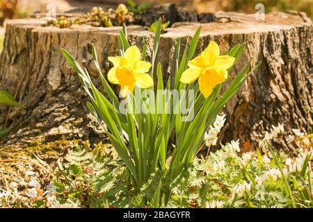 Zwei schöne gelbe Narben in voller Blüte vor einem Baumstumpf. Feder ist gefedert! Stockfoto