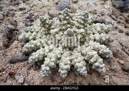 Königreich Tonga – Pazifischer Clown Anemone Shrimp auf der Insel Vavaʻu Stockfoto