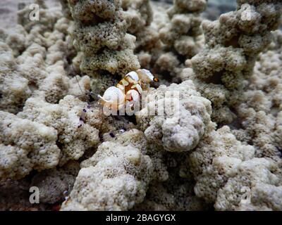 Königreich Tonga – Pazifischer Clown Anemone Shrimp auf der Insel Vavaʻu Stockfoto