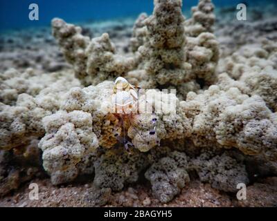 Königreich Tonga – Pazifischer Clown Anemone Shrimp auf der Insel Vavaʻu Stockfoto