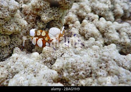 Königreich Tonga – Pazifischer Clown Anemone Shrimp auf der Insel Vavaʻu Stockfoto