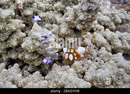 Königreich Tonga – Pazifischer Clown Anemone Shrimp auf der Insel Vavaʻu Stockfoto