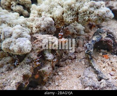 Königreich Tonga – Pazifischer Clown Anemone Shrimp auf der Insel Vavaʻu Stockfoto