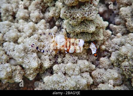 Königreich Tonga – Pazifischer Clown Anemone Shrimp auf der Insel Vavaʻu Stockfoto