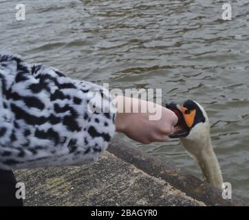 Ein weißer Mute-Schwan (Cygnus olor) streckt sich den Hals und beißt die Hand einer Frau, die ihn füttert Stockfoto