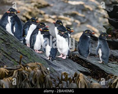 Southern Rockhopper Penguin, Eudyptes chrysocome, auf Staten Island, Argentinien Stockfoto