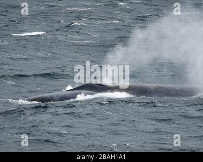 Blauwal, Balaenoptera Musculus, vor der Küste der Südgeorgien-Insel Stockfoto