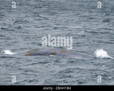 Blauwal, Balaenoptera Musculus, vor der Küste der Südgeorgien-Insel Stockfoto