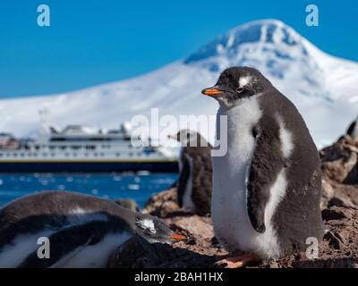 Gentoo Penguins, Pygoscelis papua, am Jougla Point in der Nähe von Port Lockroy, Antarktis Stockfoto