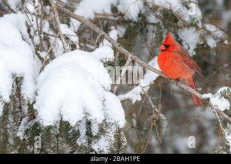 Nordkardinal (Cardinalis cardinalis) auf schneebedeckter Fichte, USA, von Dominique Braud/Dembinsky Photo Assoc Stockfoto