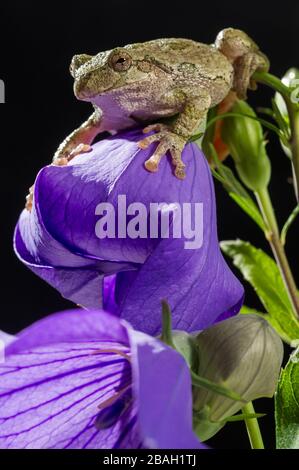 Grauer Baumfrosch (Hyla versicolor) auf blühender Ballonblume (Platycodon grandiflorus), im mittleren Westen der USA, von Dominique Braud/Dembinsky Photo Assoc Stockfoto