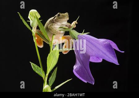 Grauer Baumfrosch (Hyla versicolor) auf blühender Ballonblume (Platycodon grandiflorus), im mittleren Westen der USA, von Dominique Braud/Dembinsky Photo Assoc Stockfoto