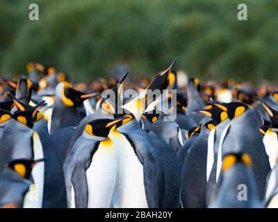 King Penguin auf South Georgia Island Stockfoto