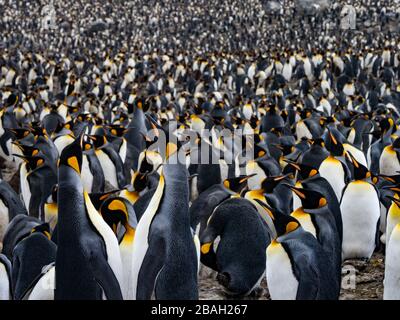 King Penguin auf South Georgia Island Stockfoto