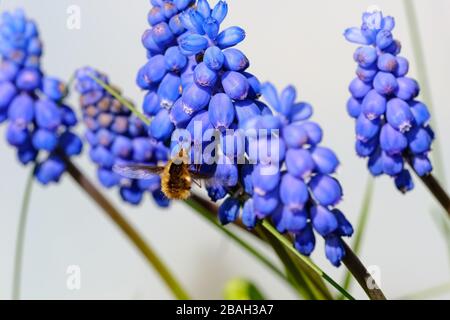 Dunkel umrandete Bienenfliege (Bombylius Major), die Nektar aus Trauben-Hyazinthe-Blumen (Muscari) sammelt. Stockfoto