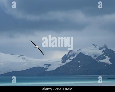 Wandernder Albatross, der größte fliegende Vogel, nistet auf Prion Island, South Georgia Island Stockfoto