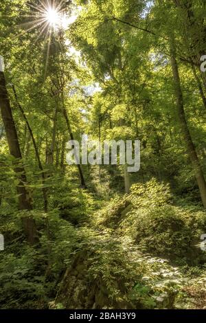 Am Nachmittag sonnen sich die Sonnenstrahlen, die durch die Waldbäume leuchten Stockfoto