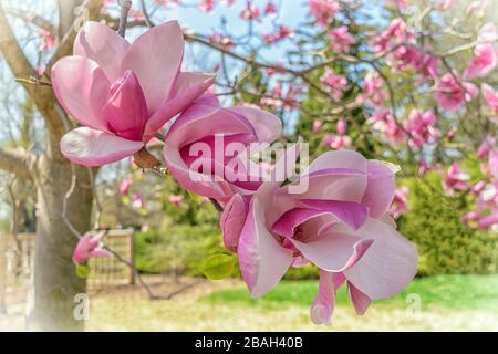Rosa Magnolie blüht im Frühling. Untertasse-förmige pinkisch-weiße Blumen (Magnolie x Soulangiana) Stockfoto