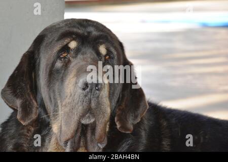 Porträt eines schwarzen spanischen Mastiffs Stockfoto