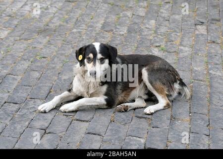 Streunender Hund mit Anhänger am Ohr. Ein Hund mit weiß-schwarzer Farbe liegt auf dem Gehweg mit einem Chip im Ohr. Pflege obdachloser Tiere. Stockfoto