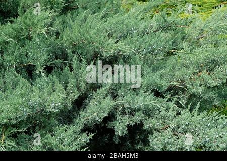 Große Wacholder mit Beeren. Die Äste der immergrüne Strauch aus der Familie der Zypresse. Gemeinsame Juniper ist auch unter dem Namen Vares, Archa bekannt. Stockfoto