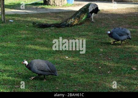 Pfauen auf dem grünen Rasen, schöner grauer juno-vogel auf grünem Gras, der im Park spaziert. Junge Pfauenfrau Stockfoto